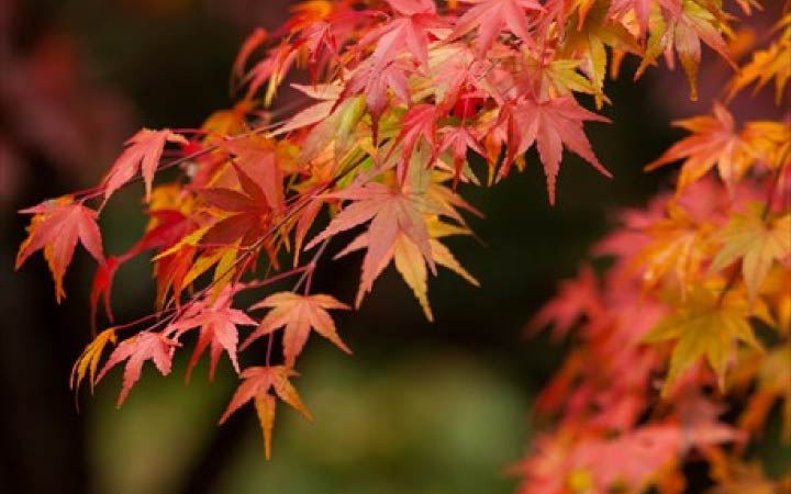 秋の紅葉