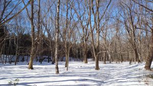 ベルエールの森の積雪状況（裏庭の敷地のみ撮影）2021年1月15日