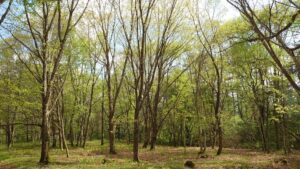 新緑が眩しい季節です！　とても気持ちのいい時期になりました！、バーベキューしに来ませんか？